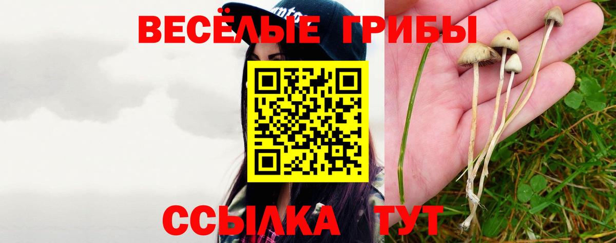 Псилоцибиновые грибы Psilocybe Новозыбков